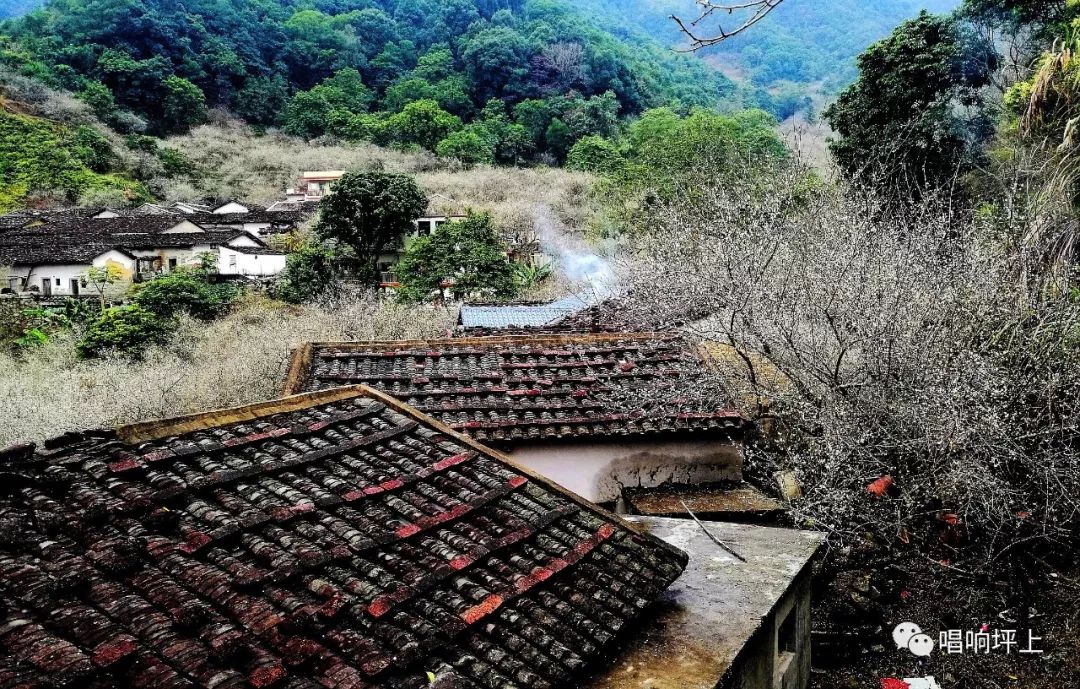 揭西梅花赏梅地点图片