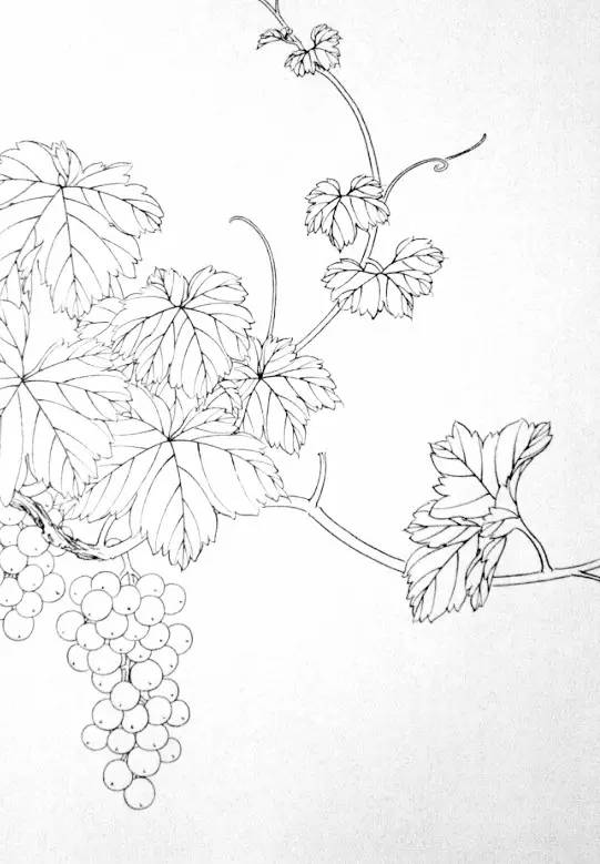 葡萄叶子写意画法简单图片