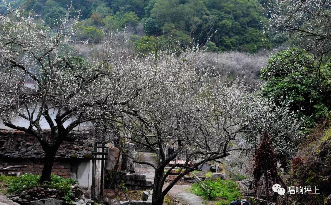 揭西良田梅花图片