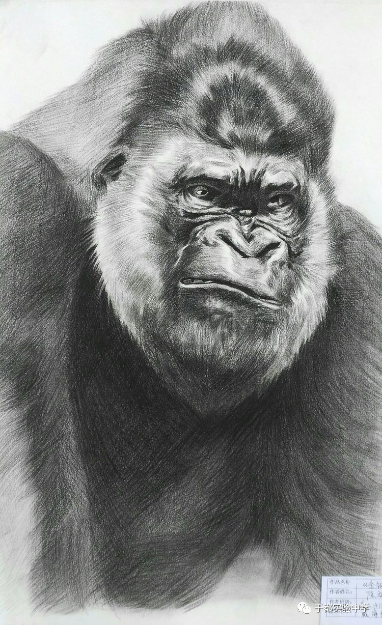 大猩猩金刚手绘图片