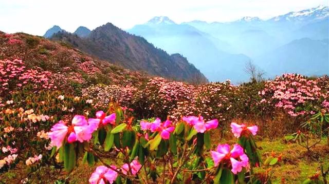 高山草甸 ▼ 虎牙的高山草甸,每到春夏,百花怒放,万紫千红