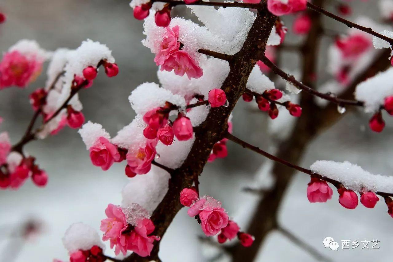 一剪寒梅傲立雪中西鄉山花爛漫只待春來時