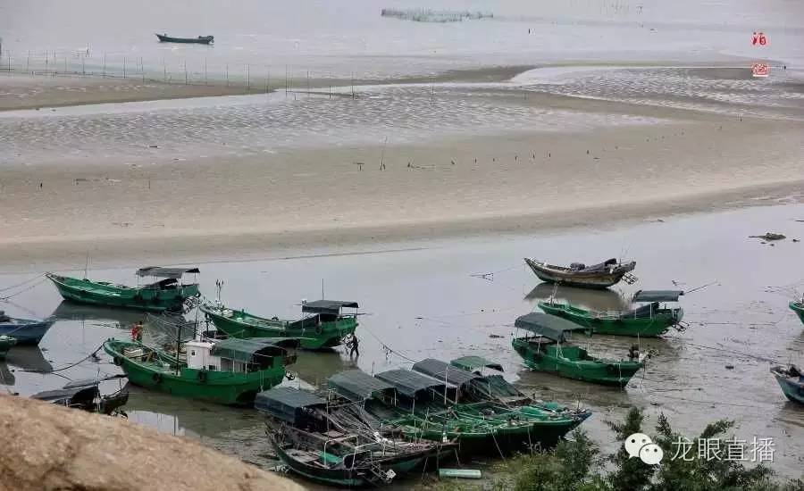 電白被遺忘的人間聖地電城蓮花村