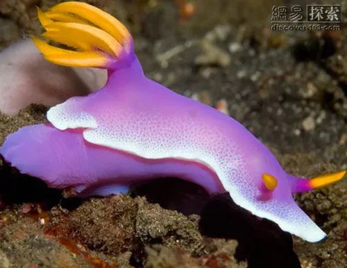 海蜗牛紫色液体图片