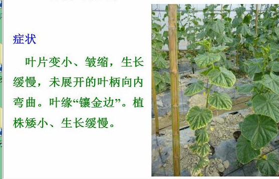 低温蔬菜施肥注意啥