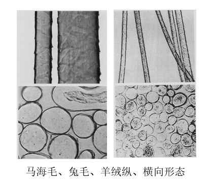 蚕丝纤维截面图片