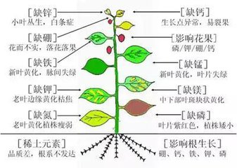 低温蔬菜施肥注意啥