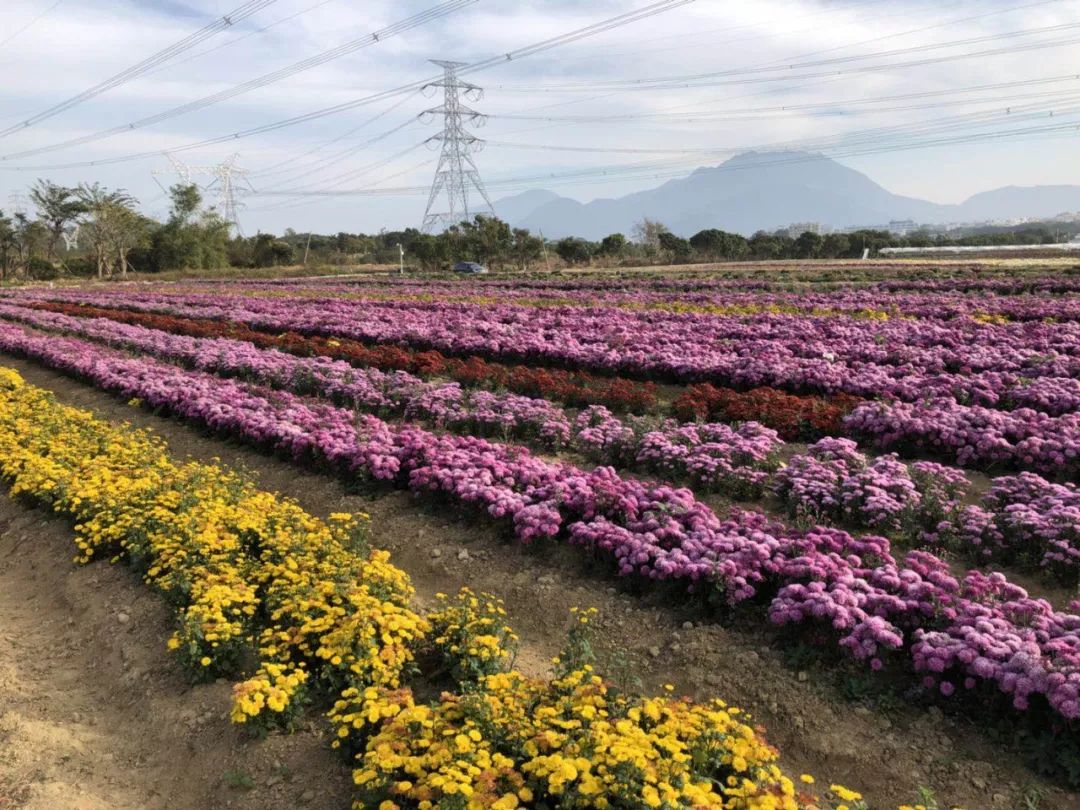 22万株400种菊花俏丽绽放深圳综合试验基地内!