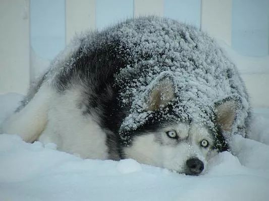 雪地里滚,还忙着在雪地上刨坑,把自己埋起来,只在地面上留下一个狗头