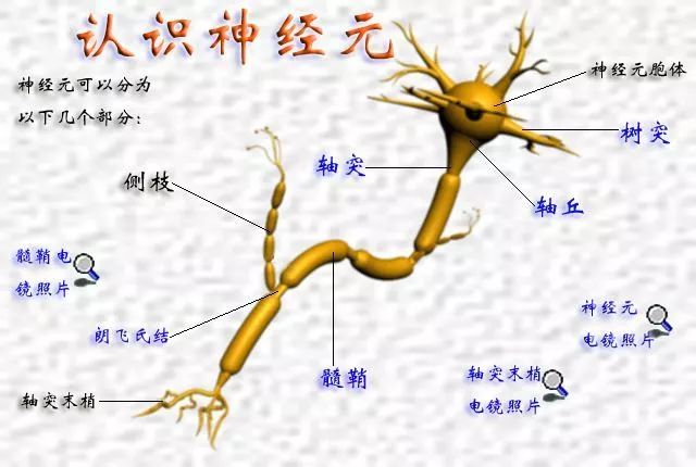 节前神经元图片