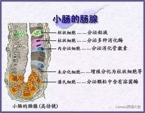 小肠肠绒毛结构示意图(图片来源于网络)图1猪的消化系统(摘自www