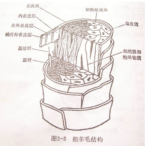 天然蛋白質纖維——毛纖維,蠶絲