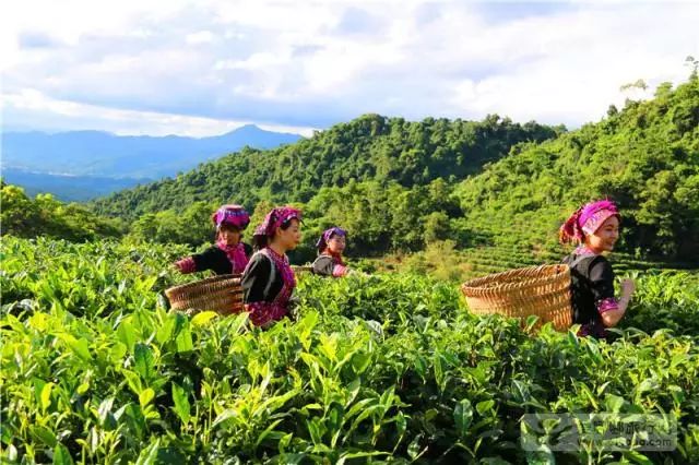 五指山野菜种植基地图片