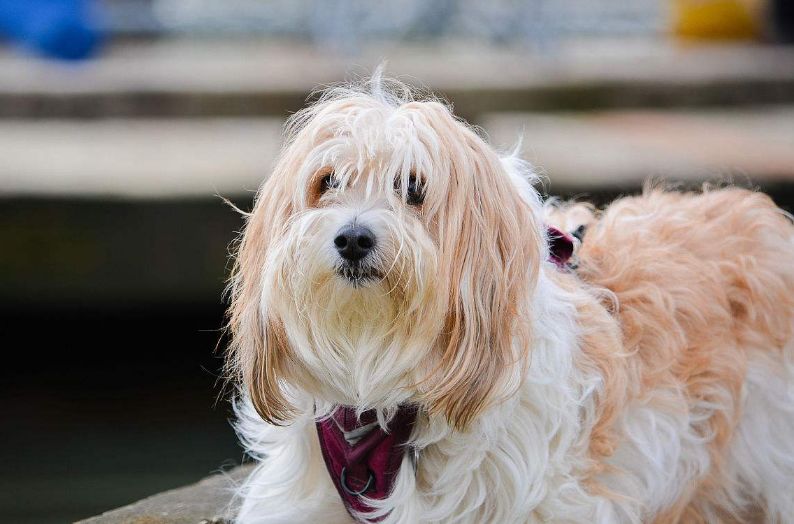 长毛小犬的种类图片