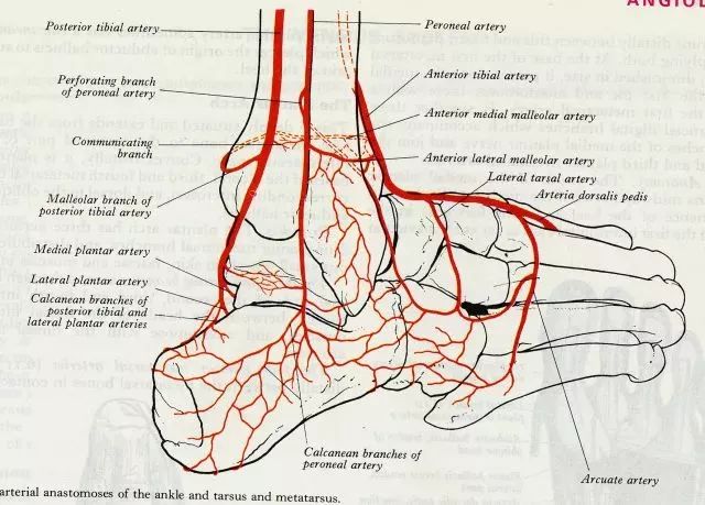 足背静脉弓解剖图图片