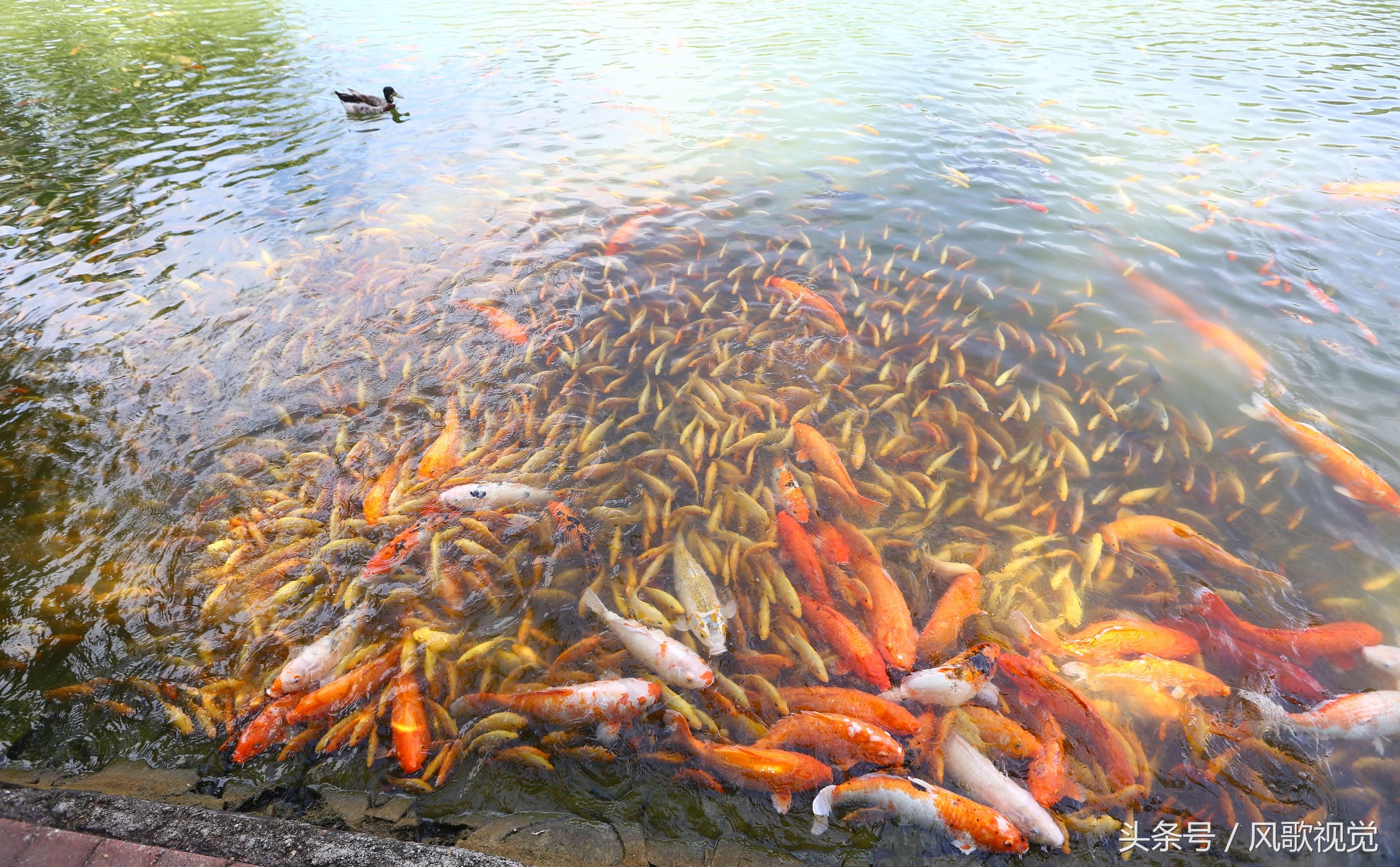 三亞南山寺放生池裡好多魚看到人來餵食就圍觀湊熱鬧,成旅遊美景