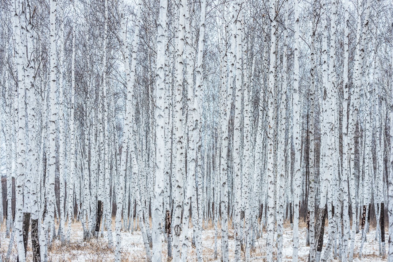 静静的白桦林