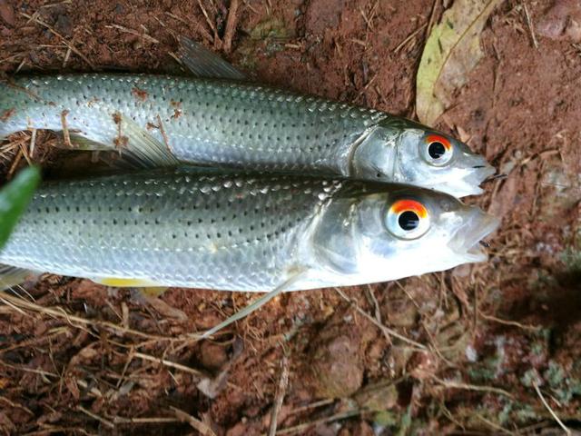 北方居然也有這魚了 第一次釣到 這是不是南方釣友說的赤眼鱒?