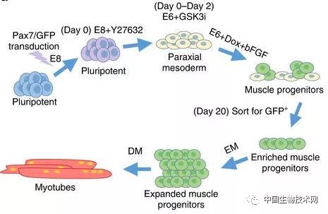 這一切都是從人類誘導的多能幹細胞(ipscs)開始的,這些細胞是已被重新