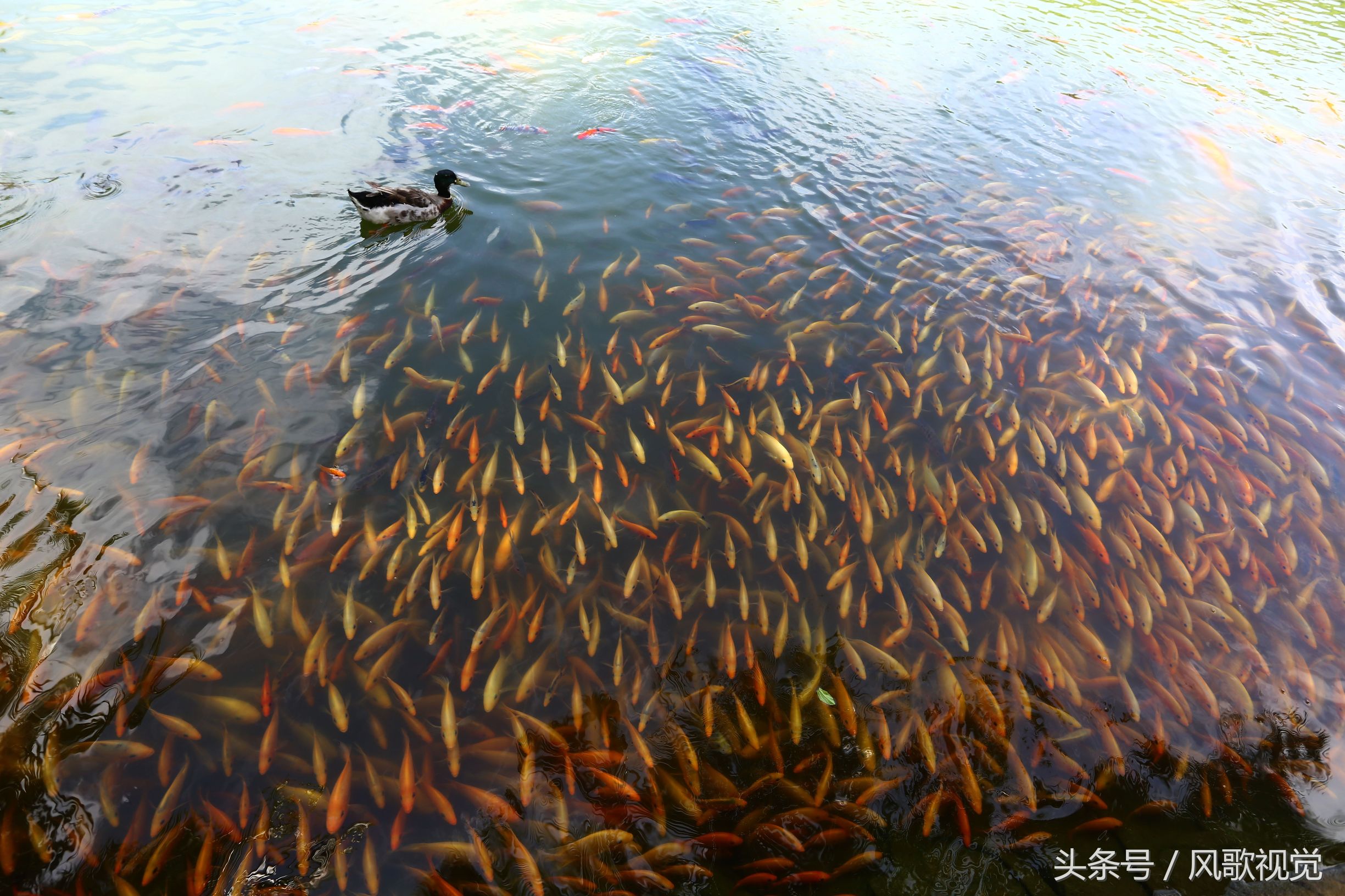 三亞南山寺放生池裡好多魚看到人來餵食就圍觀湊熱鬧,成旅遊美景