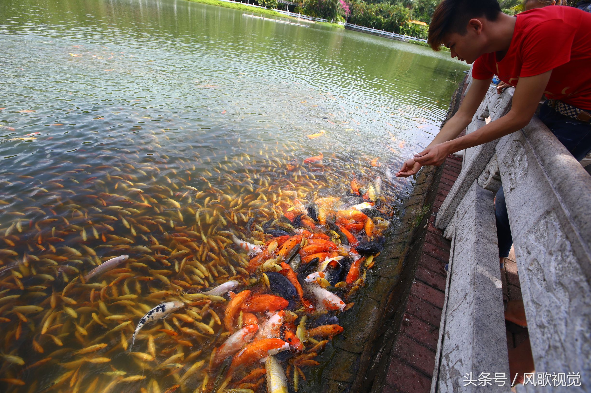 三亞南山寺放生池裡好多魚看到人來餵食就圍觀湊熱鬧,成旅遊美景