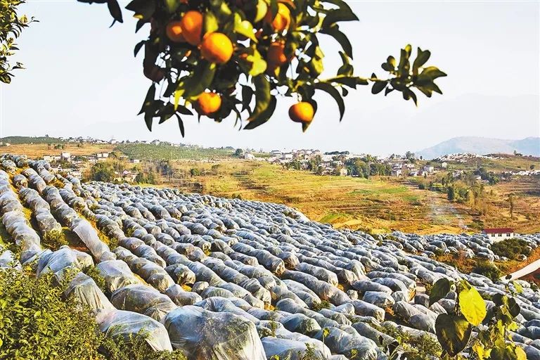 每天三分钟,关注忠县本地事