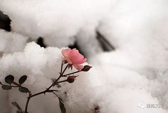 隨筆李新展雪中情