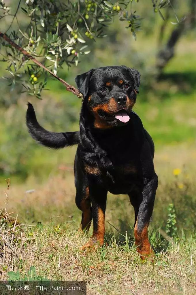 护卫犬种类图片