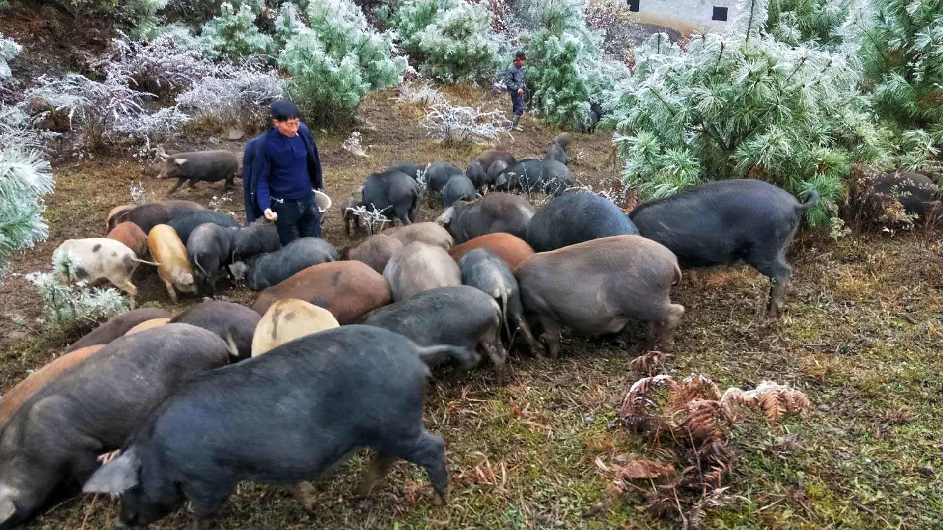 赫章可乐猪养殖基地图片