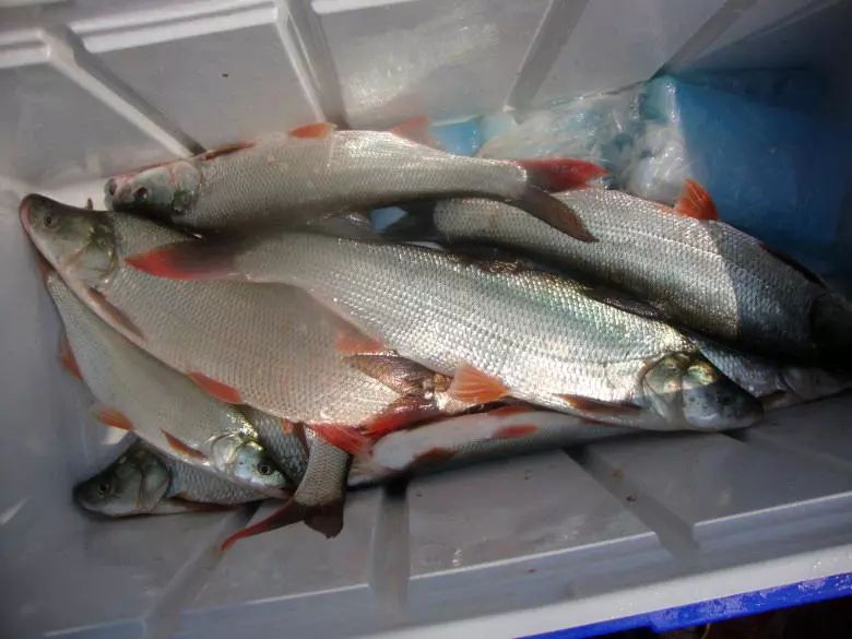 我们本地叫它白丝鱼素有长江四大淡水名鱼的美誉