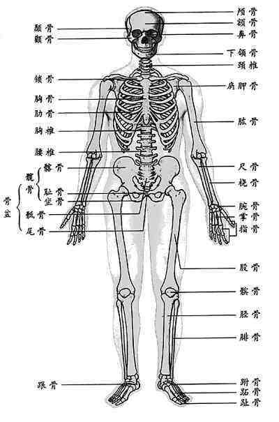 关于骨骼:最大的骨:大腿骨最小的骨:耳朵鼓室内的三块听小骨最坚硬的