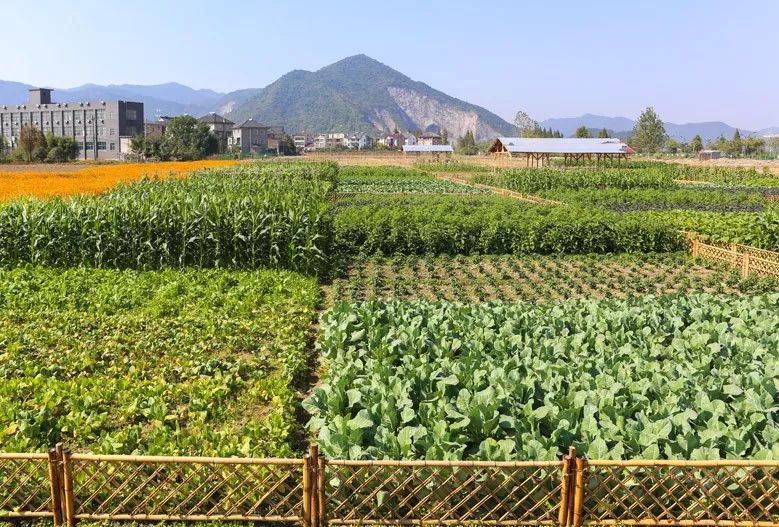 田园牧歌回归田园,让灵魂慢下来蓝城·杭州双浦原乡原乡带你,换个姿势