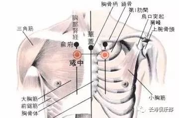 人体华盖在什么位置图图片