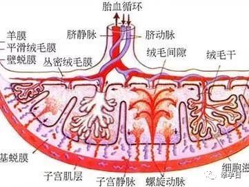 胎盘解剖图图片