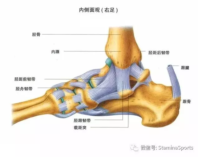 关节囊的前面和后面都比较薄弱,而两侧则被内侧和外侧韧带加强