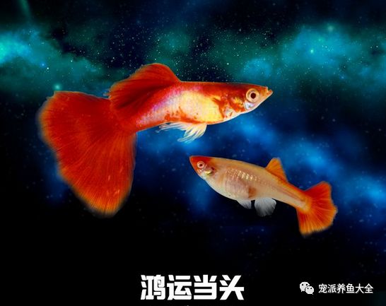 第一眼看到鴻運當頭就再也沒養過別的孔雀魚