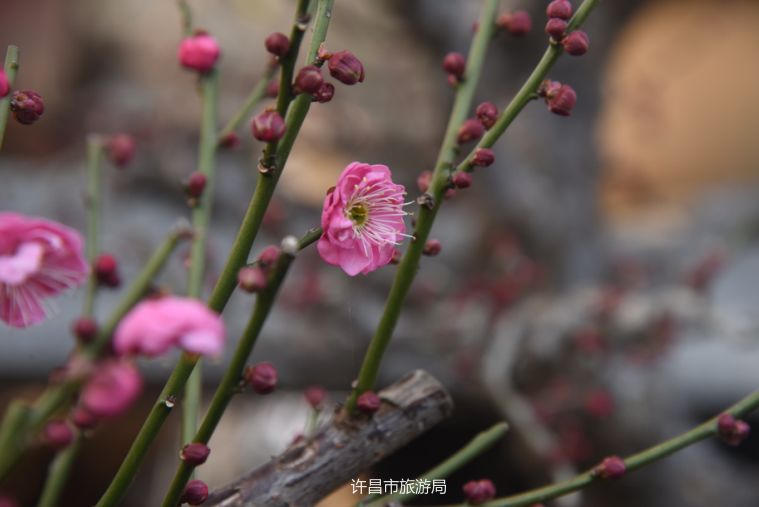 梅開花都·香飄九州