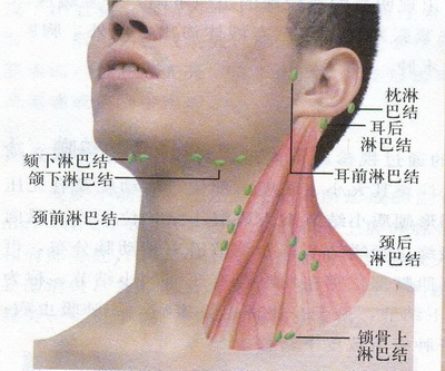锁骨附近淋巴结位置图图片