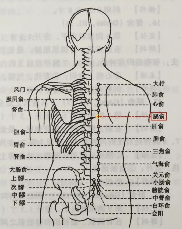 背部痛点的准确位置图图片