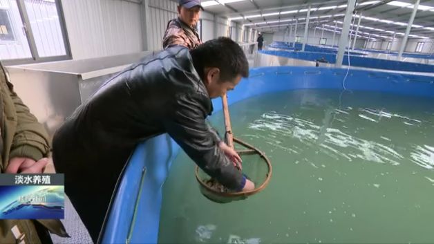 虹星橋鎮這家企業繁育養殖淡水石斑魚,填補了杭嘉湖市場空白!