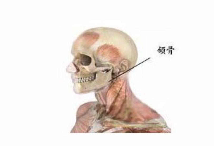 颌骨的准确位置图图片