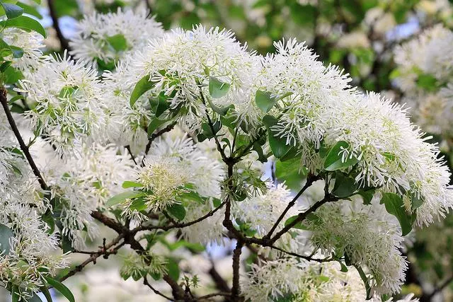 流苏树,落叶乔木,盛花期集中在4至6月.