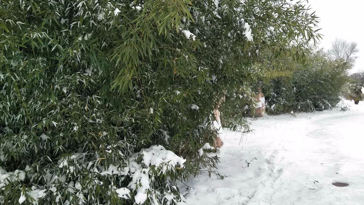 雪飞飞飞飞白雪压图片