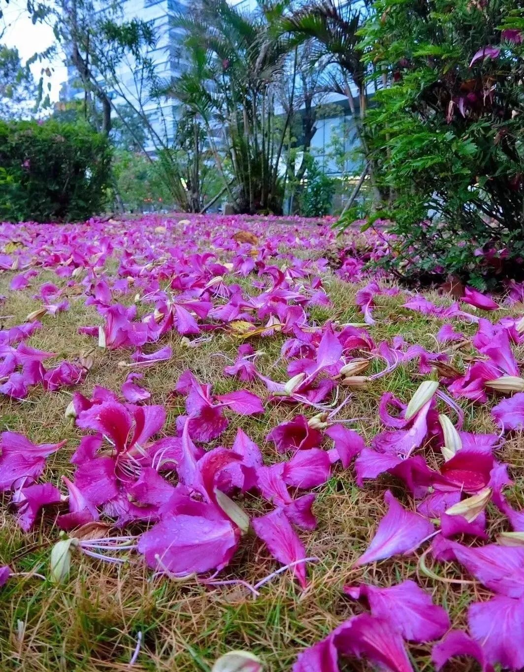 紫荆花一年四季的变化图片