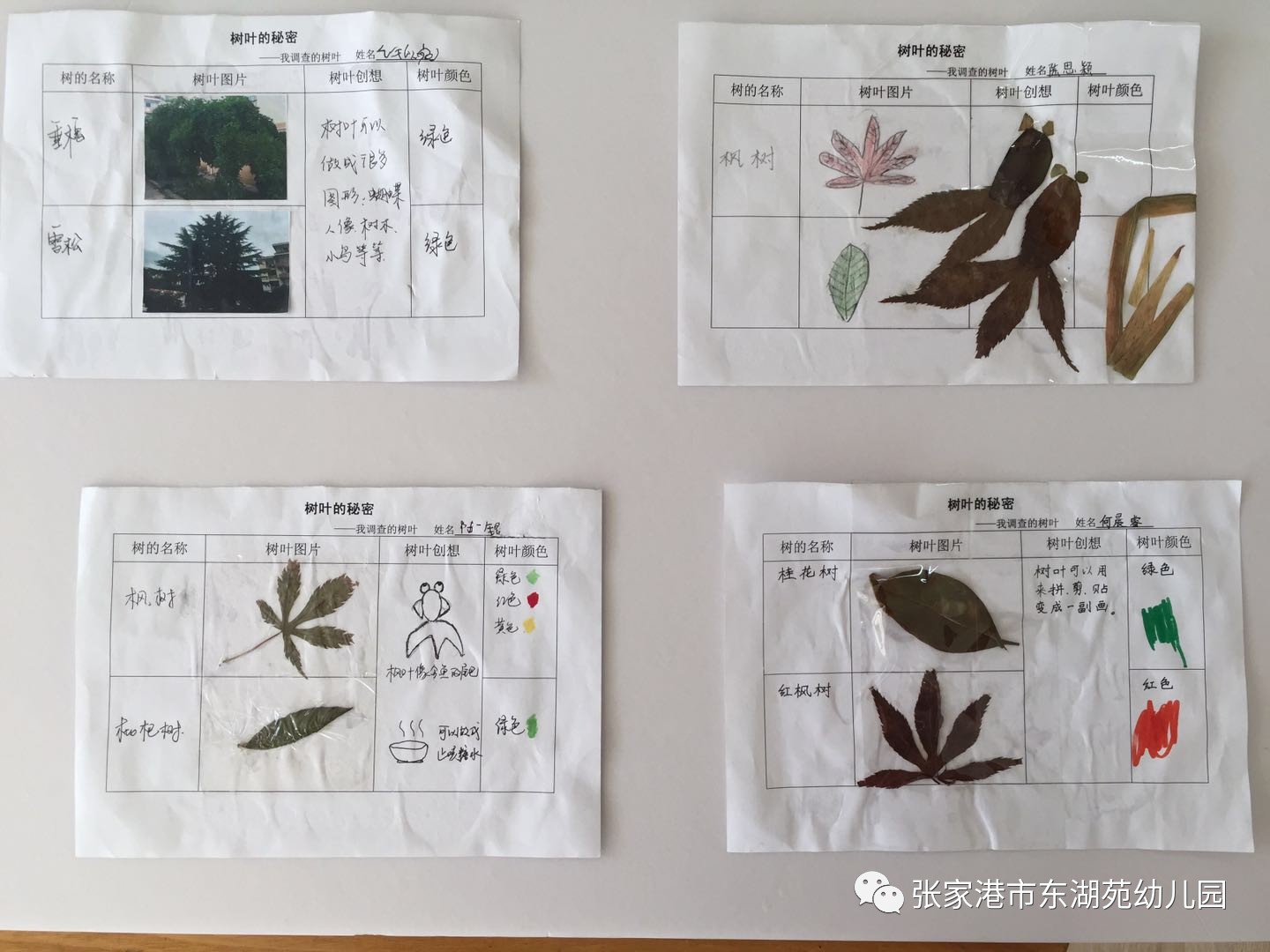 树叶分类记录表图片