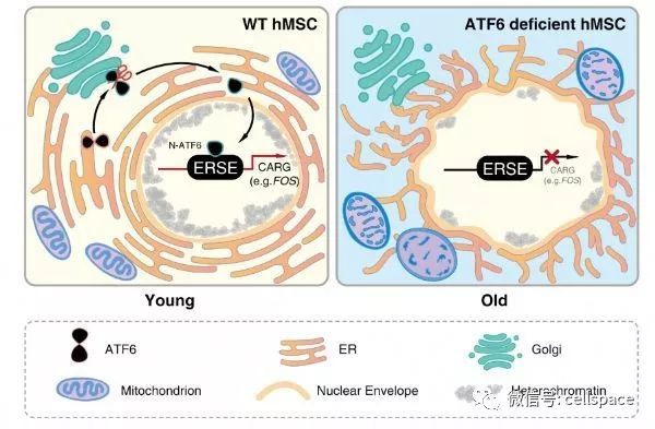 中科院和北京大學合作揭示內質網應激蛋白atf6調節人幹細胞衰老的新
