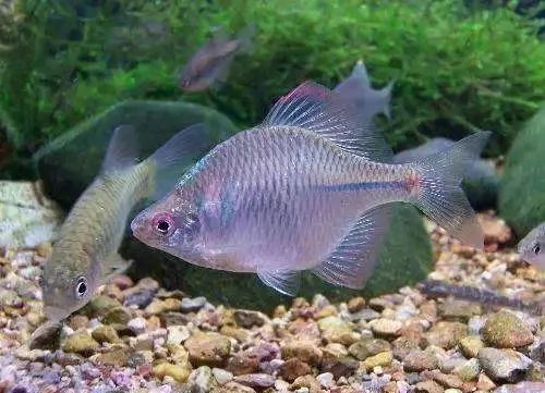 花骨魚25,小口小鱞鮨26,似刺鯿鮨27,麥穗魚28,黑鰭鰁29,華鰁30,蛇鮨31