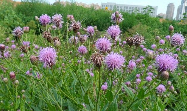 刺兒菜學名小薊草,別名;薺薺菜,刺耳芽,刺狗牙,刺薊,槍刀菜.