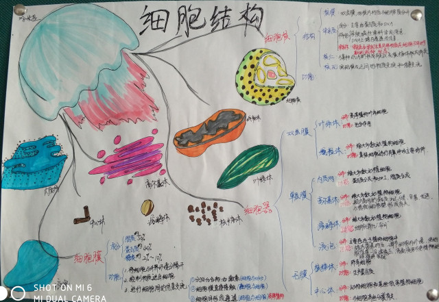 概念图的四个步骤图片