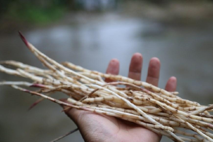 羊子喜欢吃的草根,老农民用来治感冒,节约好多医药费